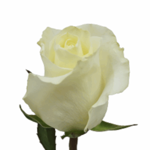 ROSE FIRST LADY - 40 CM